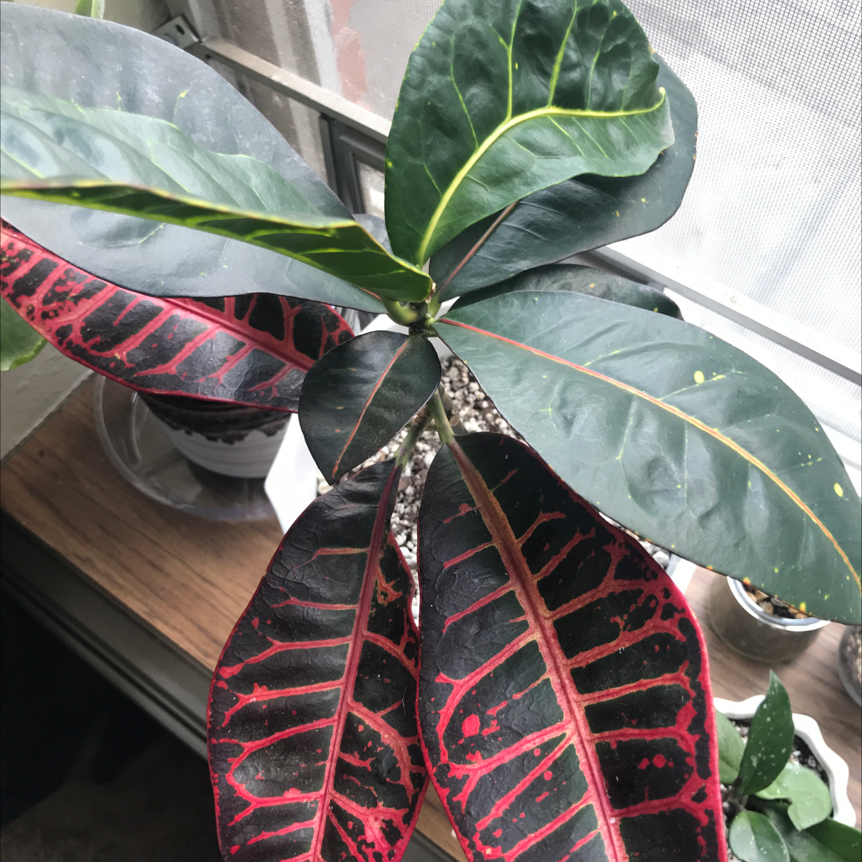 Photo of the plant species Iceton Croton by @Awkwardspacecat named Croton on Greg, the plant care app