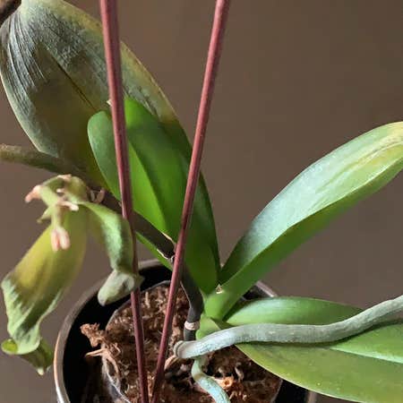 Photo of the plant species Epidendrum Conopseum by Claudia named Lara on Greg, the plant care app