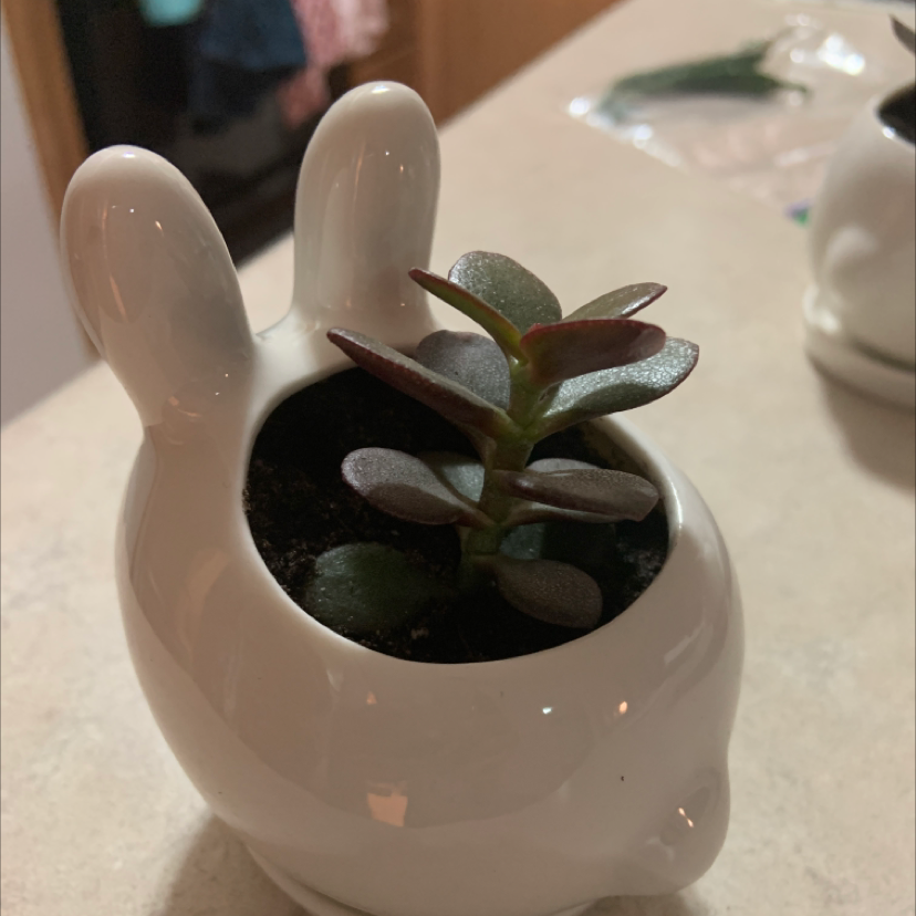 Lucky Plant plant photo by Annie named Jade on Greg, the plant care app.