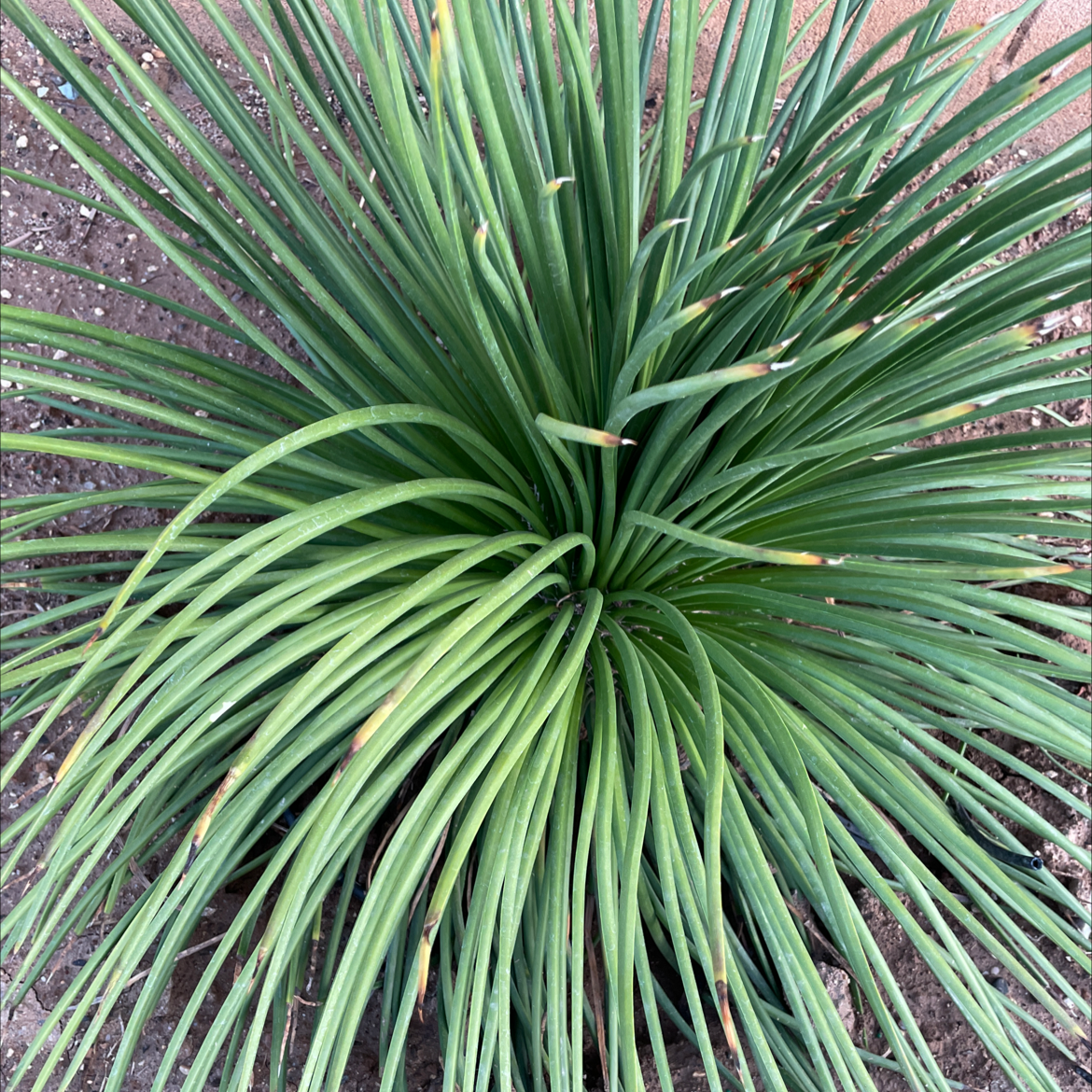 Narrow Leaf Century Plant with long, slender leaves radiating from the center.