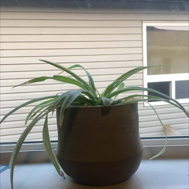 Spider Plant plant photo by @PlantyNature named Planty 🌱 on Greg, the plant care app.