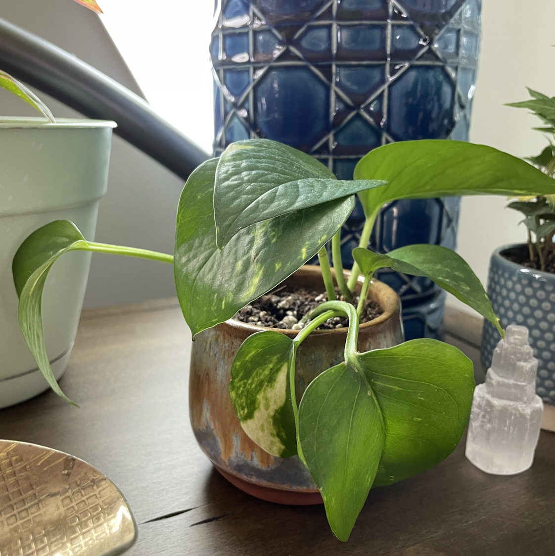 Taro Vine plant photo by @Sarawr5 named Marilyn on Greg, the plant care app.