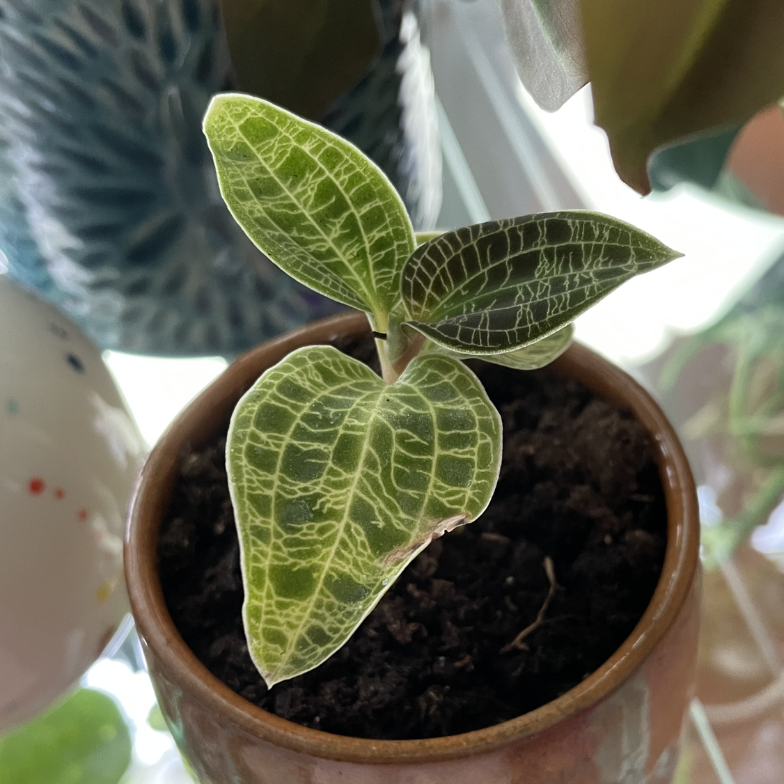 Lightning Bolt Jewel Orchid in a pot with vibrant green leaves and white veining.