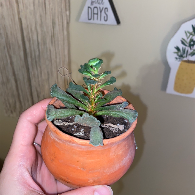 Pillow Feet Crinkle Leaf Plant in an orange pot, held by a hand. Some leaf browning visible.