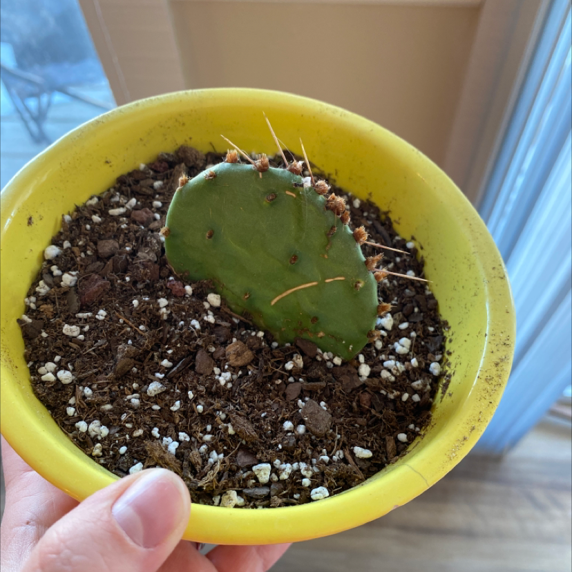 Barbary Fig plant in a yellow pot with visible soil, held by a hand.