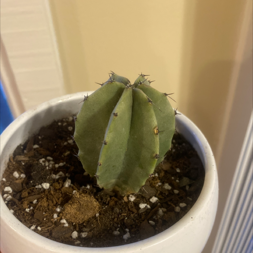 Blue Myrtle Cactus in a white pot with some brown spots on the plant.