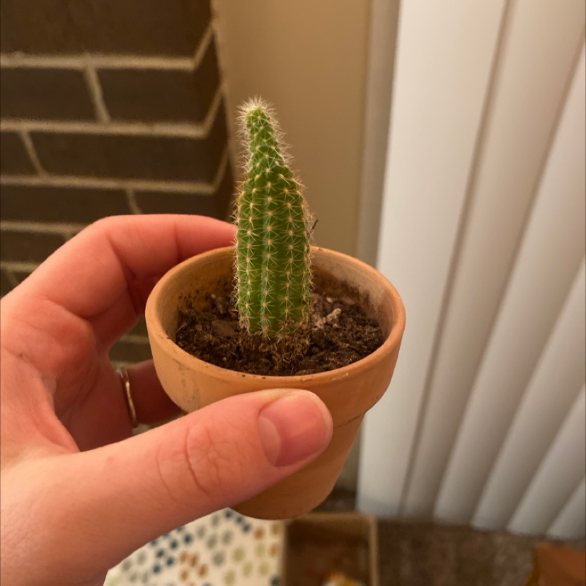 A small Blue Columnar Cactus in a terracotta pot held by a hand.