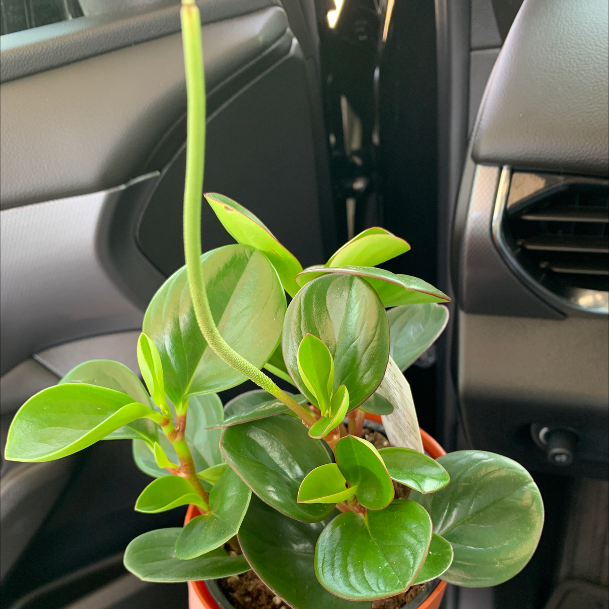 Baby Rubber Plant plant photo by @rwags named Baby Rubber Plant ⚠️ on Greg, the plant care app.