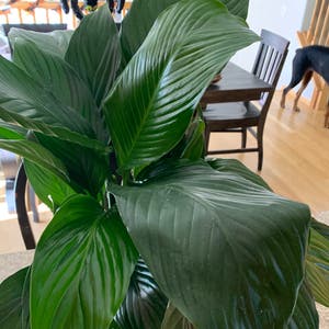 Peace Lily plant photo by @rwags named Peace on Greg, the plant care app.