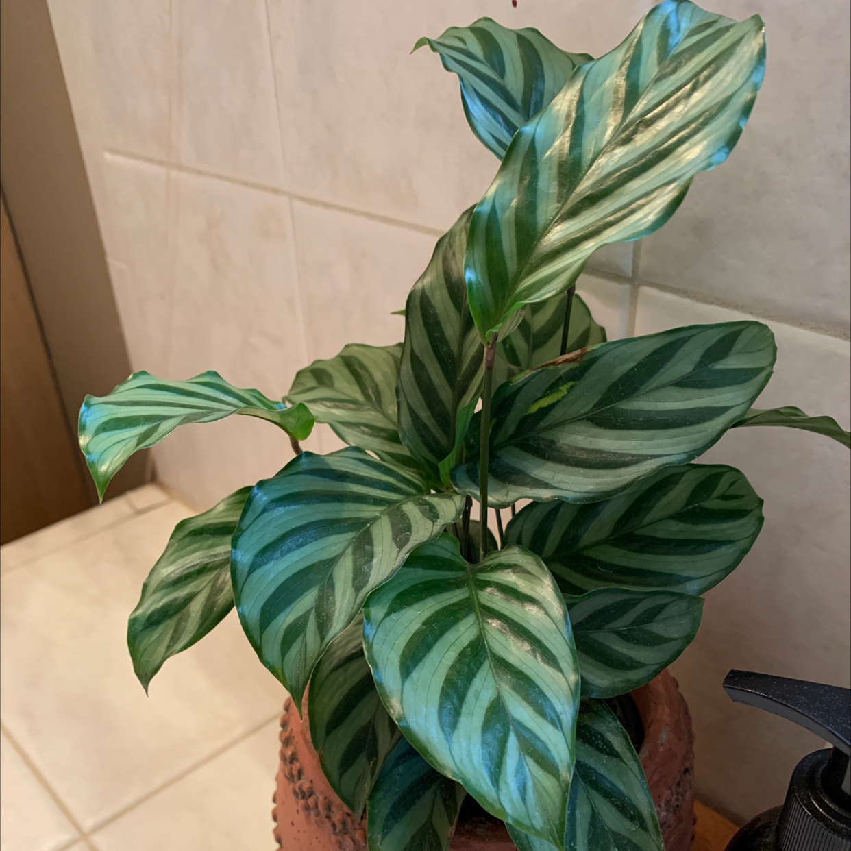 Calathea 'Freddie' plant with green and white striped leaves in a pot.
