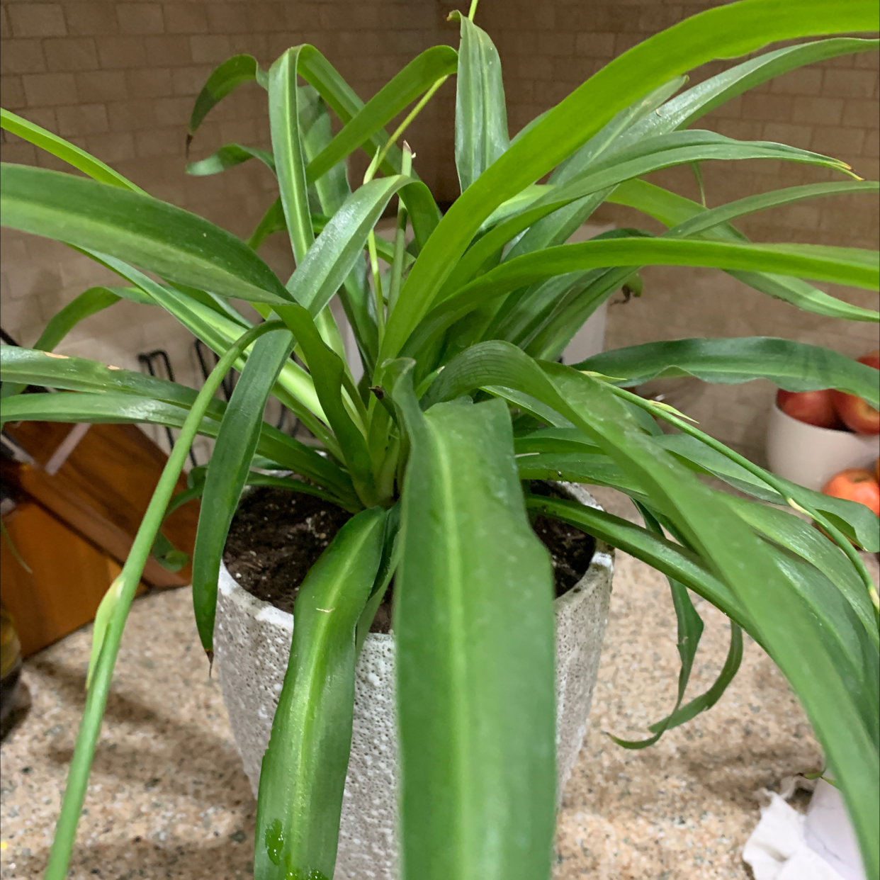 Spider Plant plant photo by @rwags named Spidey on Greg, the plant care app.