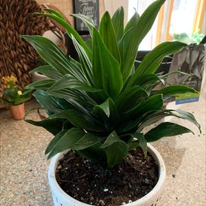 Cornstalk Dracaena plant photo by Rwags named Pineapple 🤍 on Greg, the plant care app.