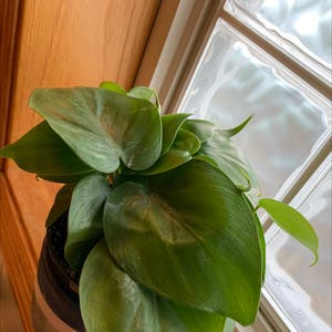 Heartleaf Philodendron plant photo by @rwags named Heart 🤍 on Greg, the plant care app.