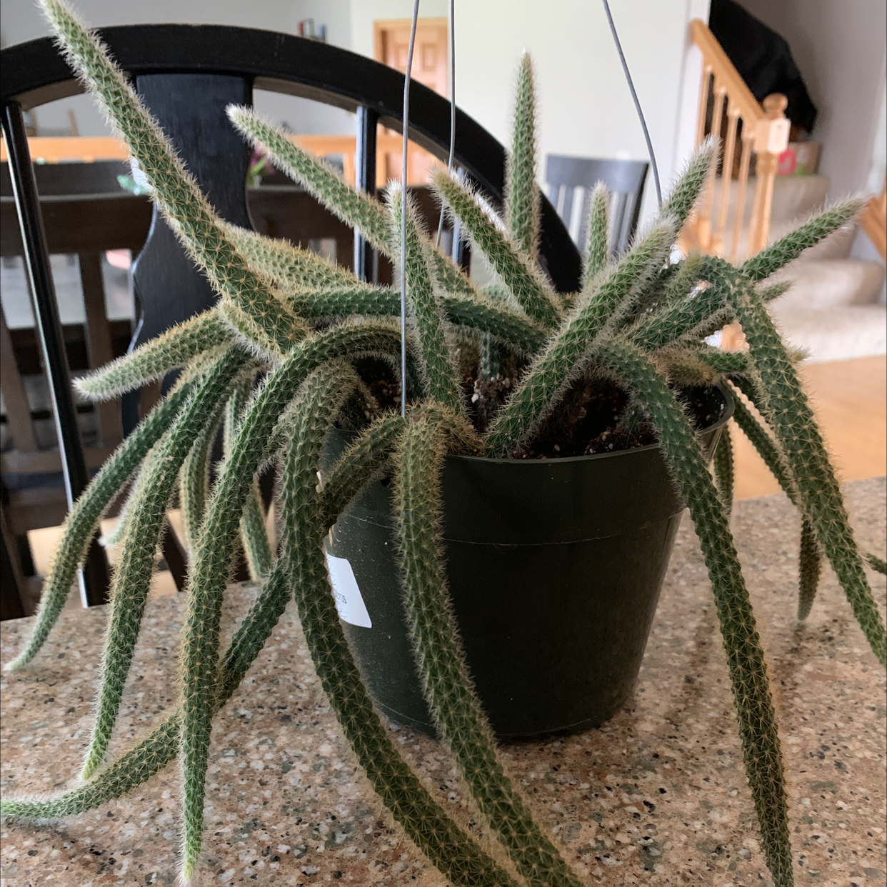 Rat Tail Cactus in a pot, healthy with no visible signs of disease.