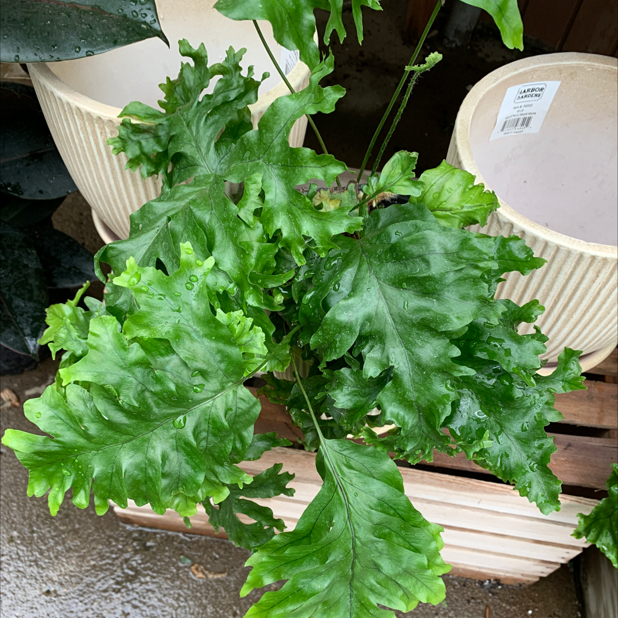 Healthy Phlebodium 'Davana' plant with vibrant green leaves, well-framed and centered.