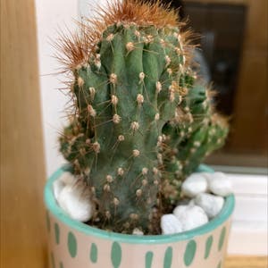 Blue Columnar Cactus plant photo by Rwags named Winston 🤍 on Greg, the plant care app.