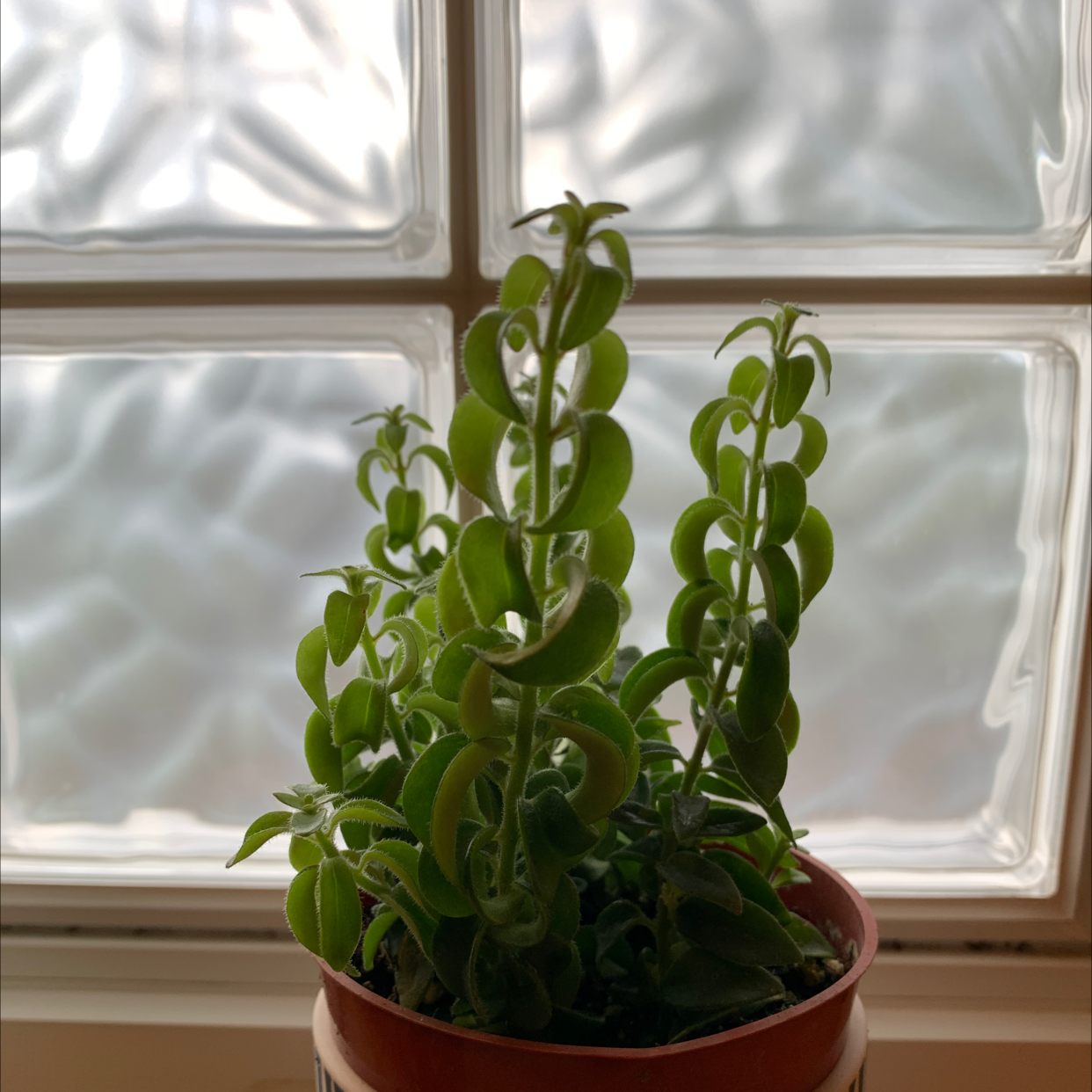 Potted Twisted Lipstick Plant in front of a window, healthy green leaves.