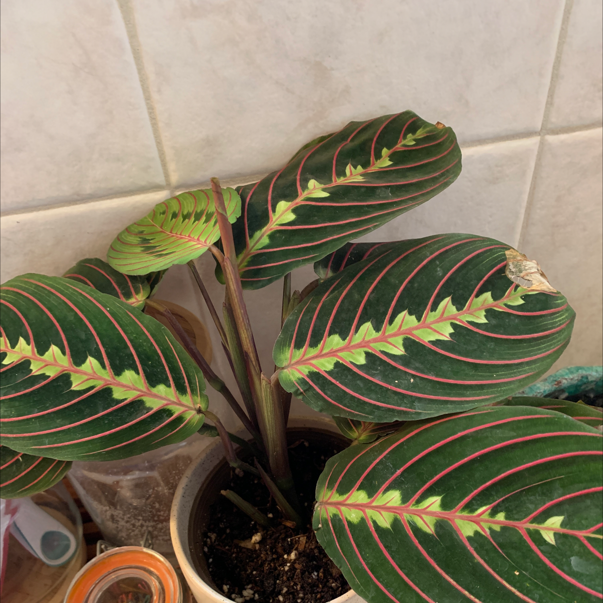 Green Prayer Plant plant photo by @rwags named Rose 🤍 on Greg, the plant care app.