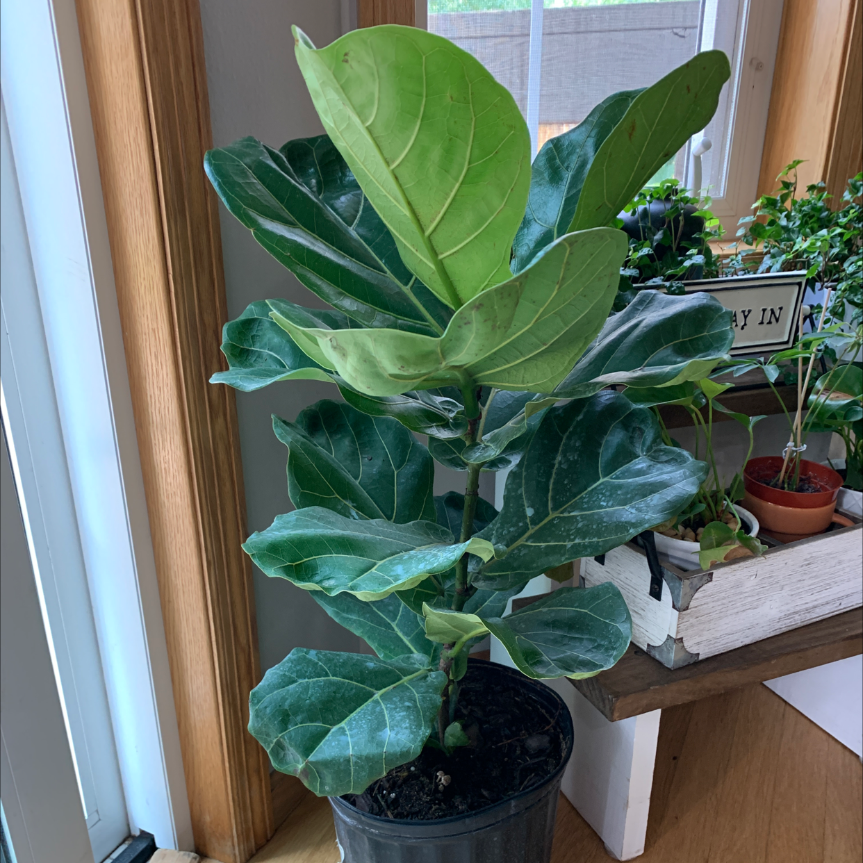 Fiddle Leaf Fig plant photo by @rwags named Fiddle on Greg, the plant care app.