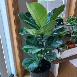 Fiddle Leaf Fig plant photo by Rwags named Fiddle on Greg, the plant care app.