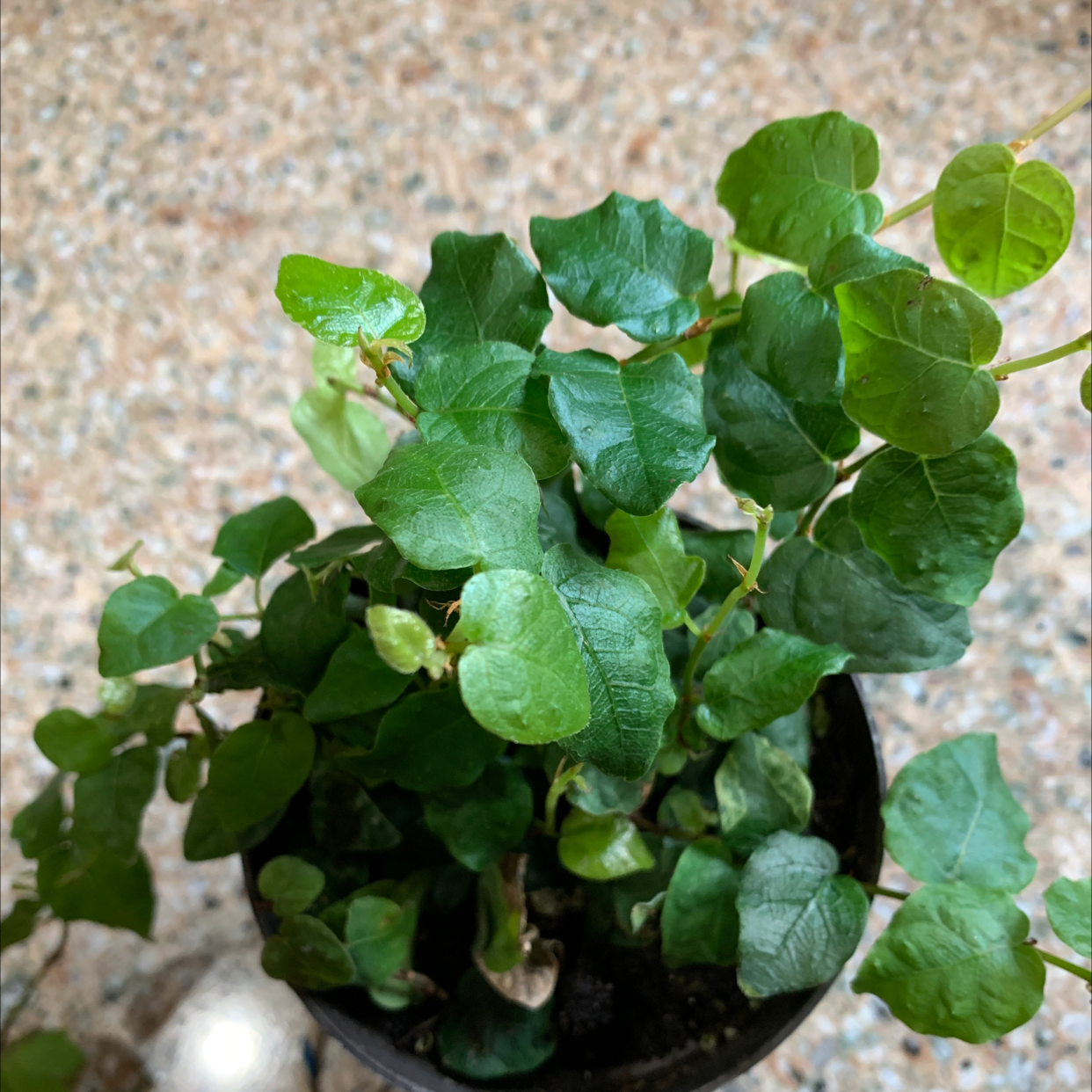 Close-up of a healthy, vibrant Creeping Fig plant with green heart-shaped leaves growing in a small black pot filled with soil.