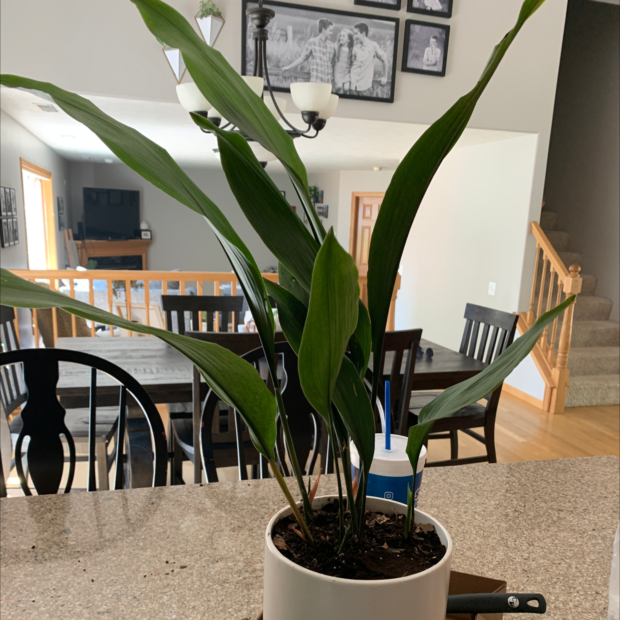 Cast Iron Plant in a white pot on a kitchen counter with green leaves.