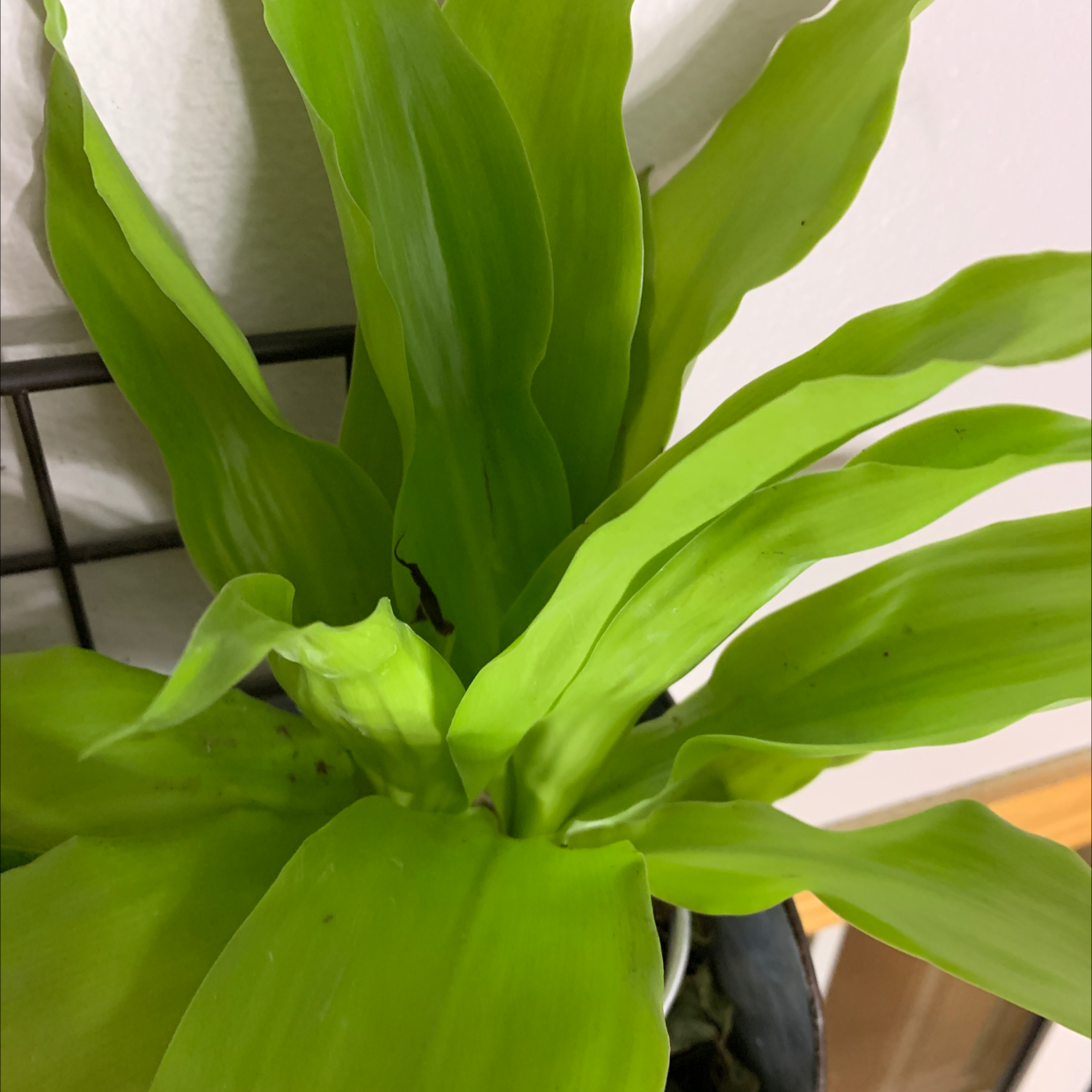 Cornstalk Dracaena plant photo by @rwags named Cornstalk Dracaena 1-3 ⚠️ on Greg, the plant care app.