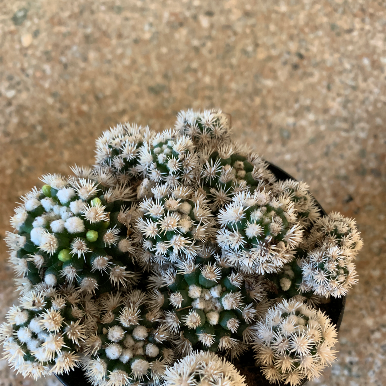 Thimble Cactus with multiple clusters of small, white, spiny structures.
