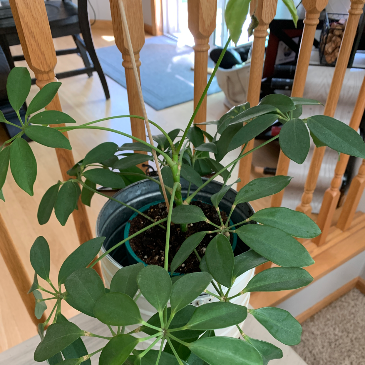 Dwarf Umbrella Tree plant photo by @rwags named Stella on Greg, the plant care app.