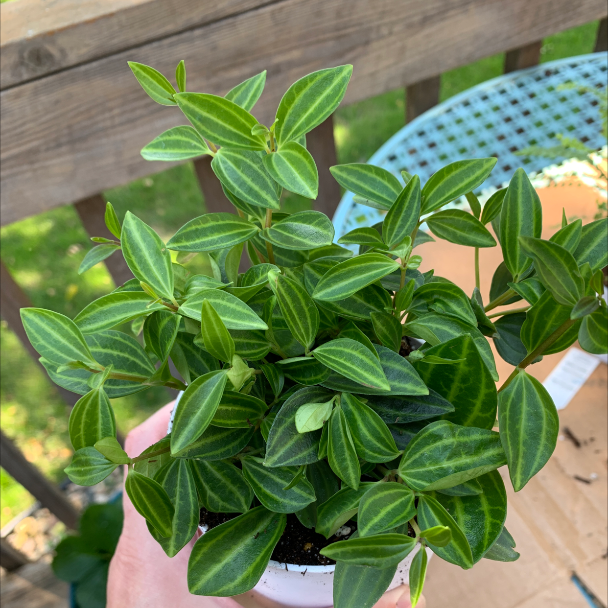 Healthy Beetle Peperomia plant with vibrant green leaves and distinct patterns.