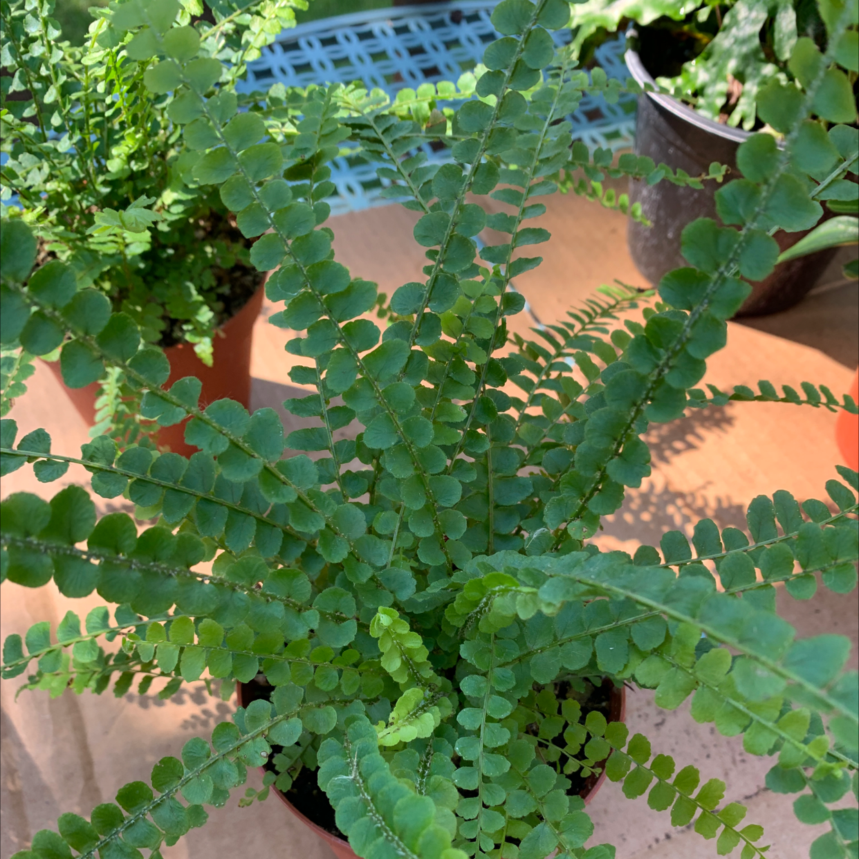 Healthy Erect Sword Fern with lush green fronds and upright growth habit, in a terracotta pot.