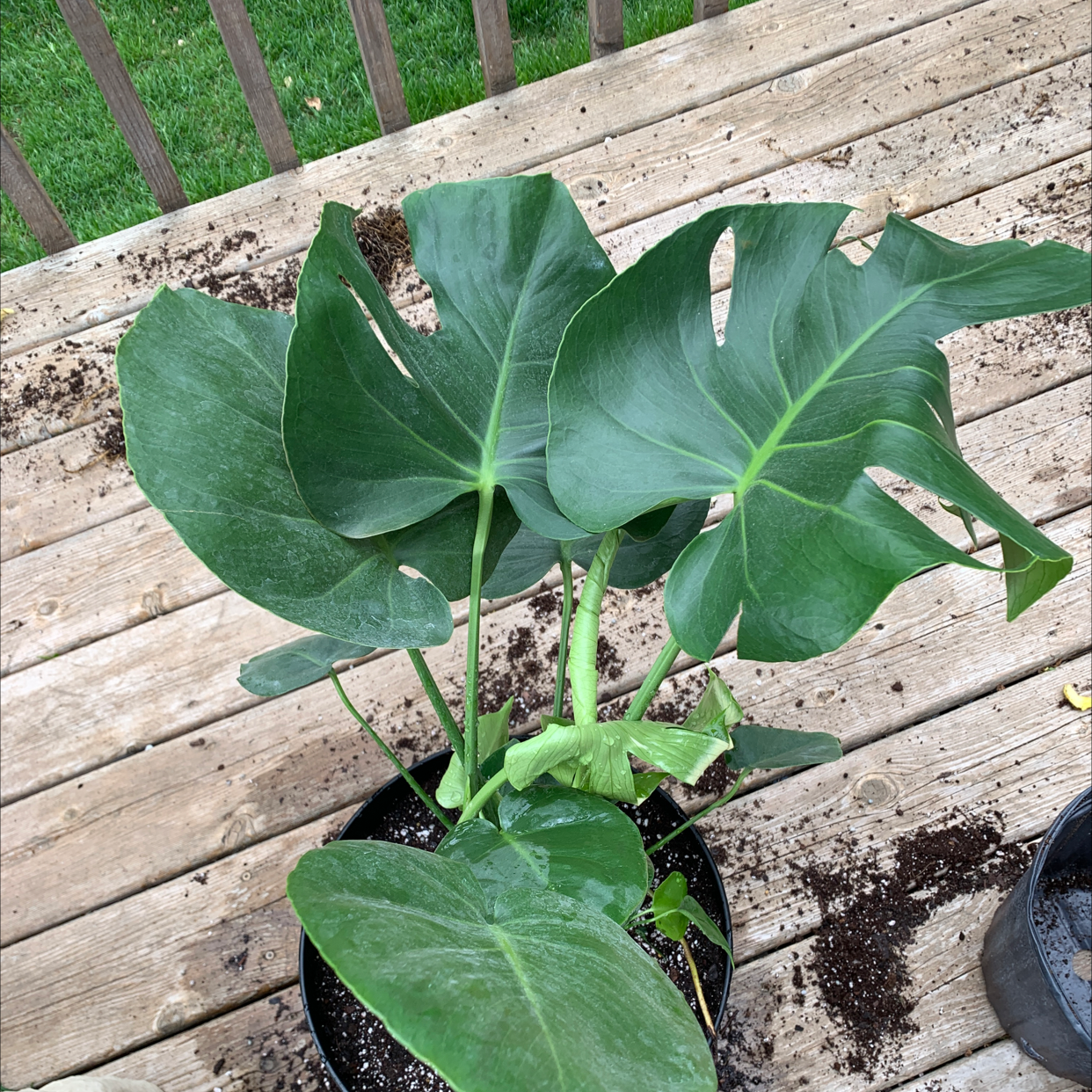 Monstera plant photo by @rwags named Monstero 🤍 on Greg, the plant care app.