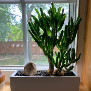 Finger Jade plant photo by @rwags named Gollum on Greg, the plant care app.