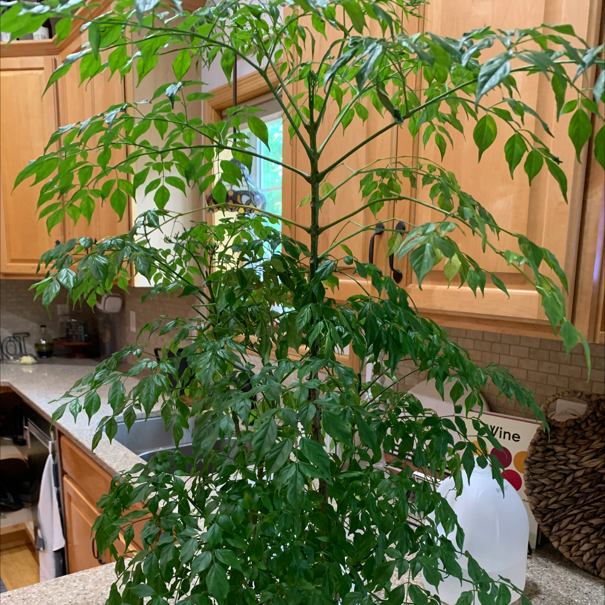 Healthy, lush China Doll houseplant with vibrant green umbrella-like leaves, in a black plastic pot near a bright window.