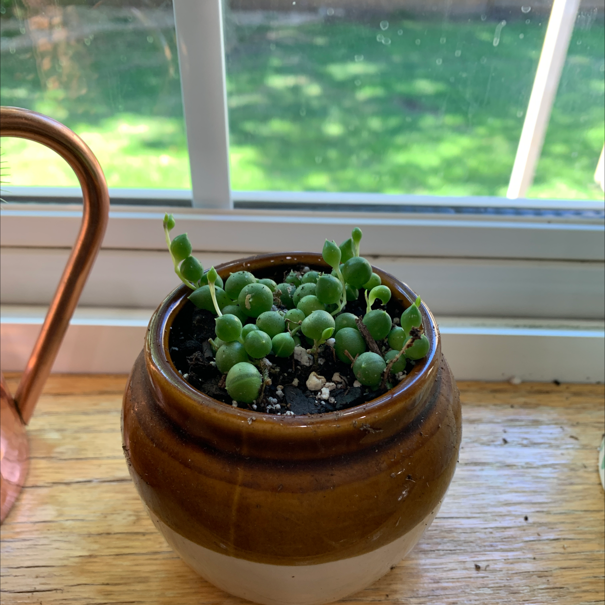 String of Pearls plant photo by @rwags named Pearls 🤍 on Greg, the plant care app.