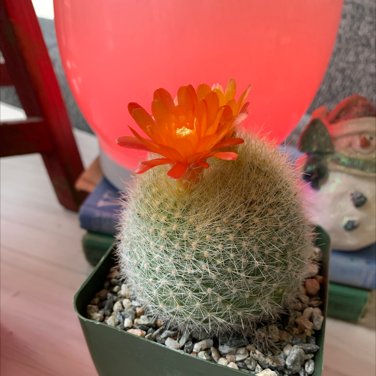 Scarlet Ball Cactus plant photo by @rwags named Scarlet ⚠️ on Greg, the plant care app.