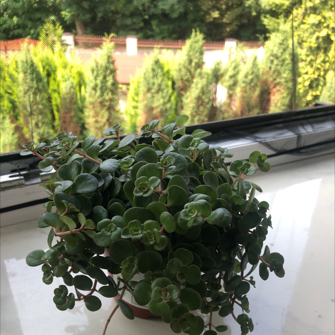 Sedum 'Himalayan Skies' plant on a windowsill with healthy green leaves.