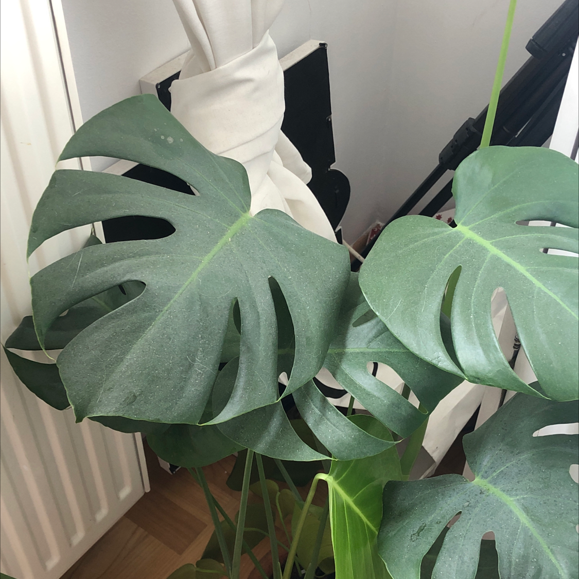 Monstera plant photo by Gabi named monstera on Greg, the plant care app.
