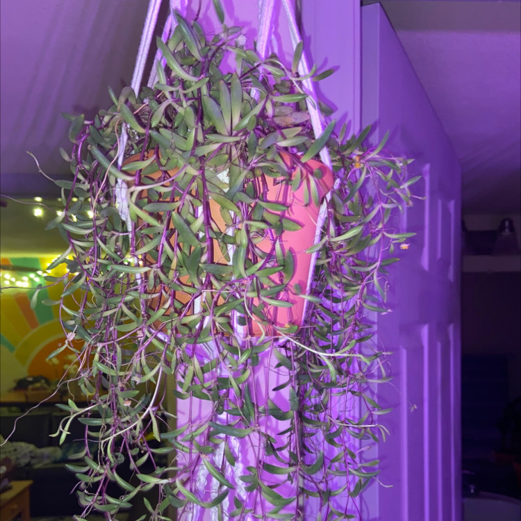 Hanging String of Pickles plant in a pot, appears healthy with green leaves.