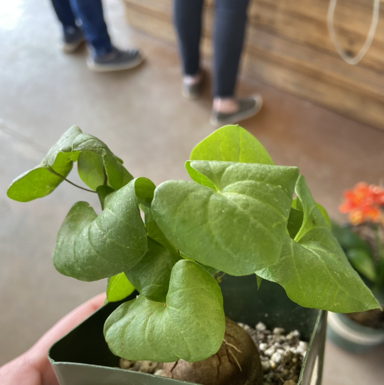 Hottentot Bread plant with green, heart-shaped leaves in a small pot. Background includes people and another plant.
