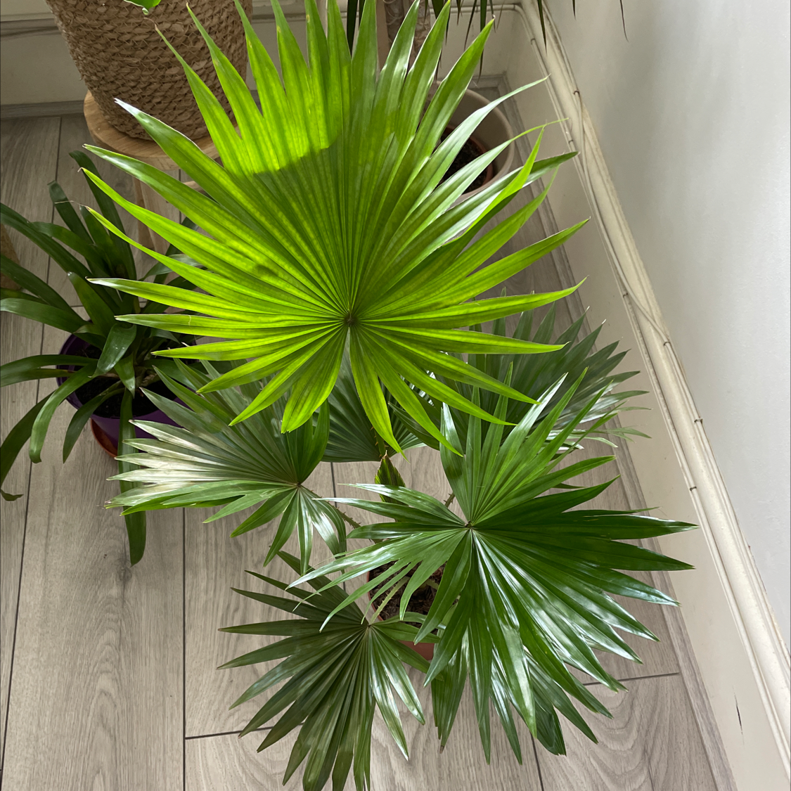 Healthy Chinese Fan Palm with vibrant green, fan-shaped leaves.