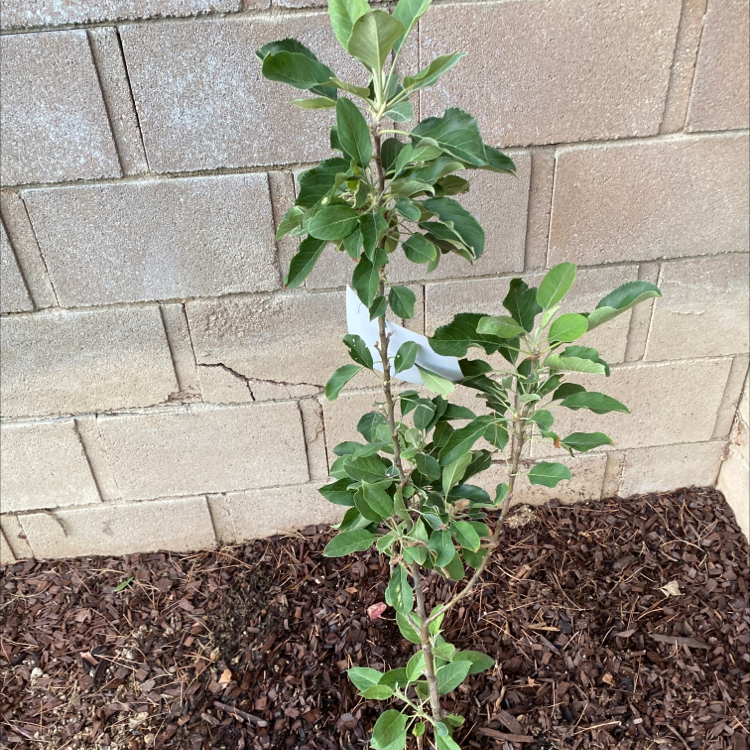 Photo of the plant species European Pear by Jenny named Your plant on Greg, the plant care app