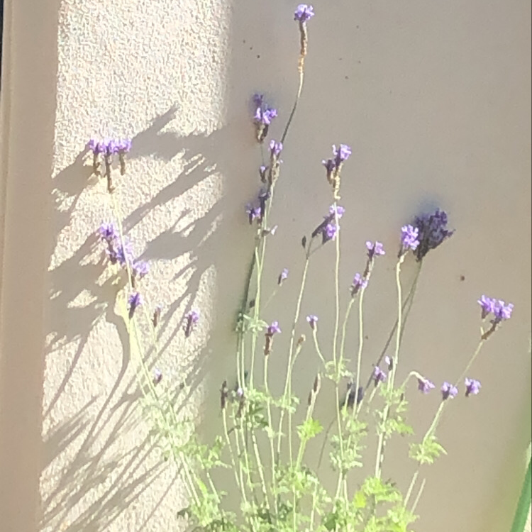 English Lavender plant photo by Skye named Lavender 💜 on Greg, the plant care app.