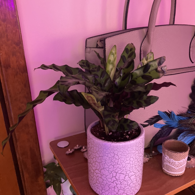 Rattlesnake Plant (Calathea lancifolia) in a white pot indoors, with patterned leaves.