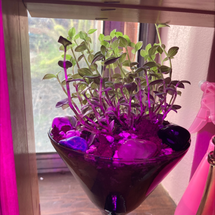 Healthy Callisia repens plant with lush purple and green trailing foliage growing in a dark glass bowl.