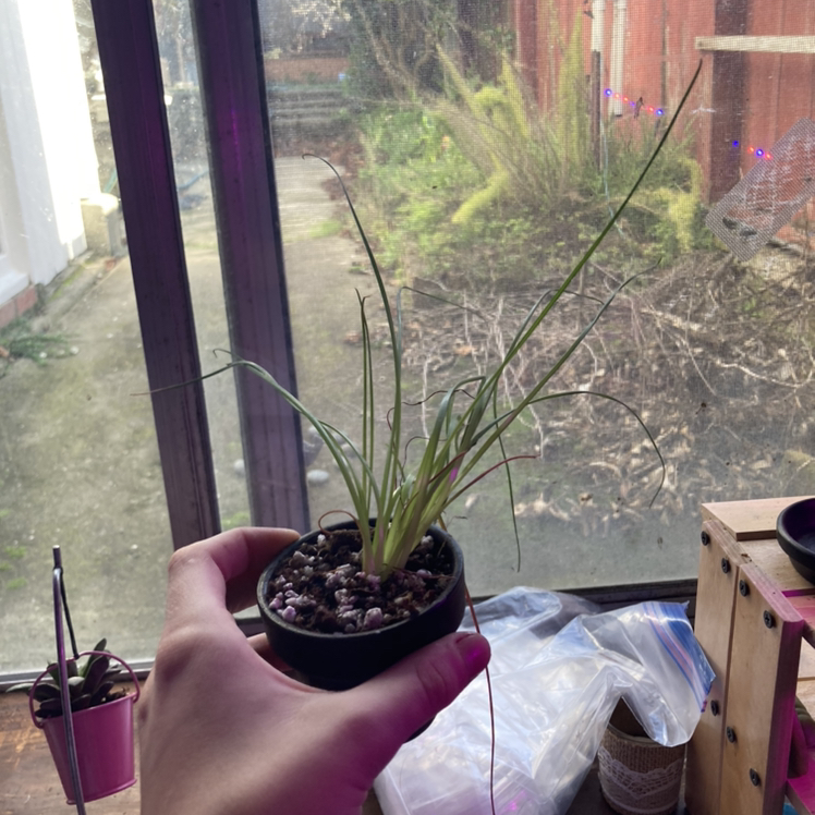 Hand holding a small potted Frizzle Sizzle plant with curly leaves near a window.