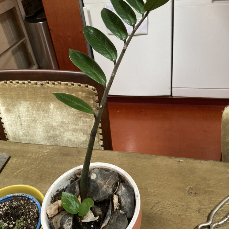 Zamioculcas Zamiifolia plant photo by Kit named Sèan on Greg, the plant care app.