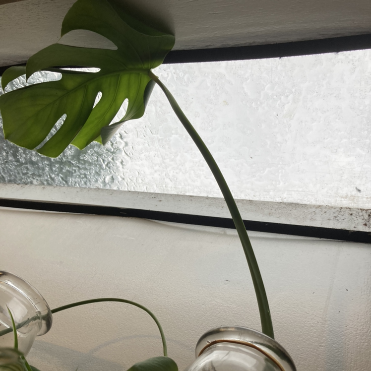Monstera plant photo by Kit named Monster on Greg, the plant care app.