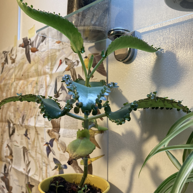 Mother of Thousands plant photo by Kit named Crowley on Greg, the plant care app.