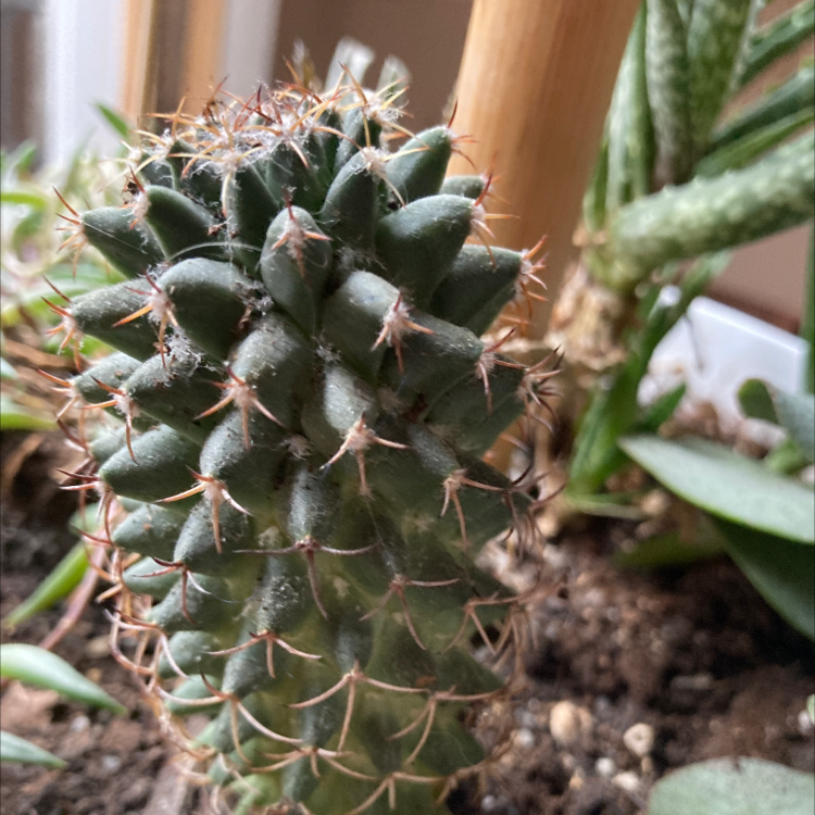 Photo of the plant species Star Plant by Kit named Steve on Greg, the plant care app